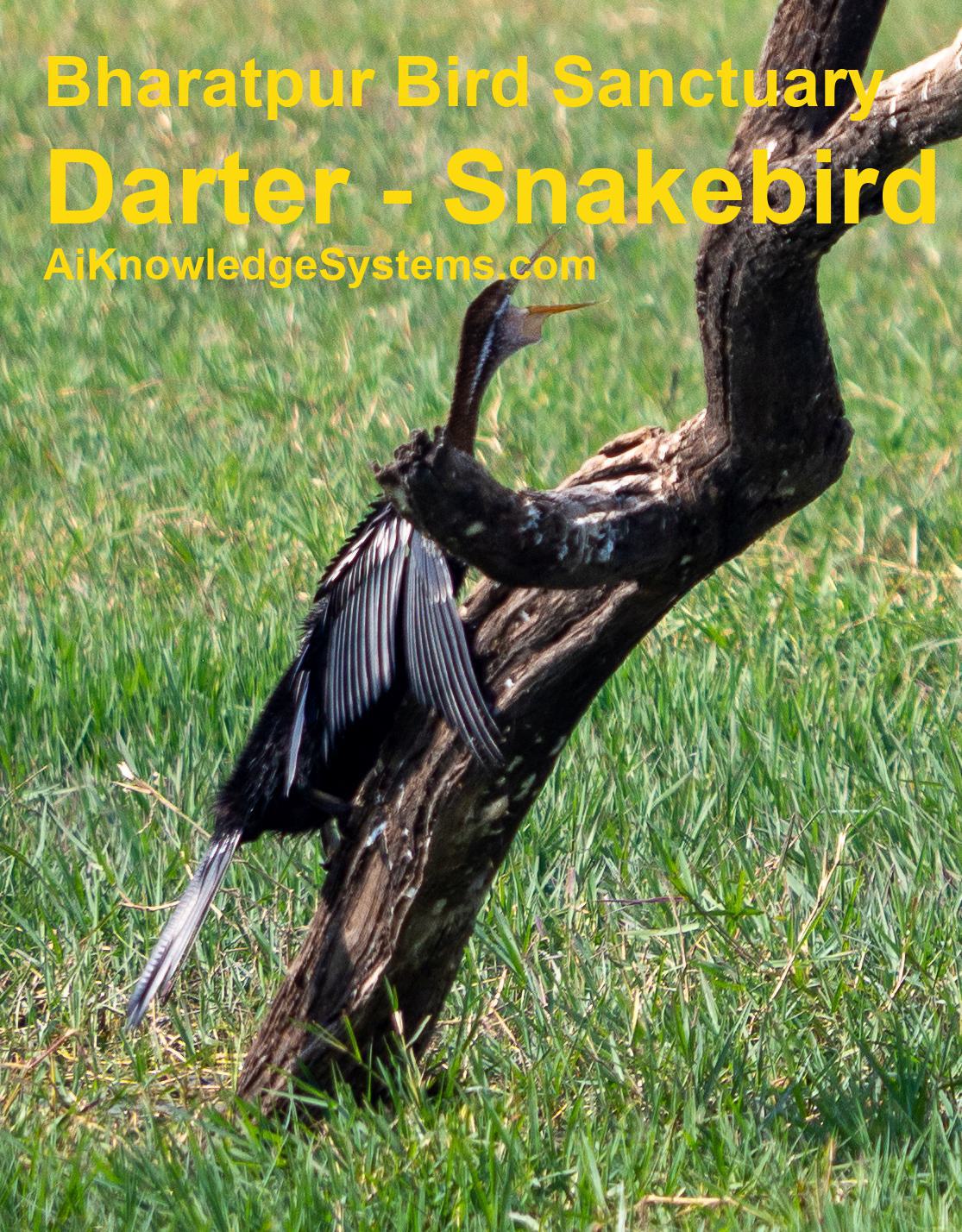 Darter - Snakebird (28) Coming Soon